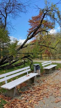 two white park benches sitting next to each other on a leaf covered sidewalk in front of a fallen tree