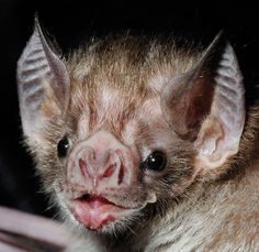 a close up of a small bat with its tongue out and it's eyes wide open