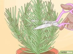 a pair of scissors cutting the branches of a pine tree in a potted plant