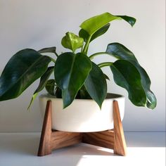 a potted plant sitting on top of a wooden stand