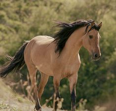 a brown horse with black mane walking in the grass