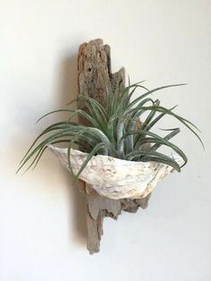 an air plant sitting on top of a piece of driftwood next to a wall