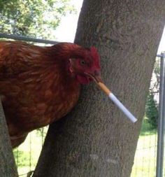 a chicken with a stick in its mouth on a tree