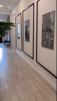 three black and white pictures hanging on the wall next to a potted palm tree