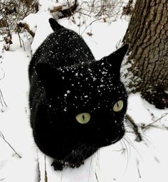 a black cat standing in the snow next to a tree with its eyes wide open