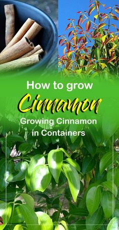 how to grow cinnamon growing cinnamon in containers