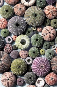 many different types of sea urchins are shown in this image, including green and pink