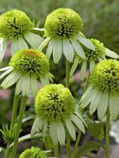 some green flowers are growing in the grass