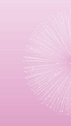 a white dandelion on a pink background