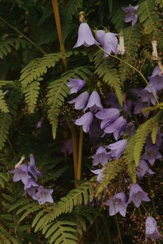 purple flowers growing on the side of a tree