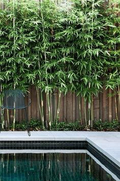 a small pool surrounded by tall bamboo trees