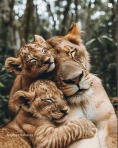 two young lions cuddle together in the woods