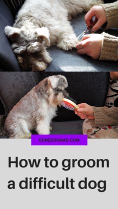 a woman brushing her dog's teeth while sitting on a couch with the caption how to groom a difficult dog