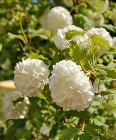 white flowers are blooming in the garden