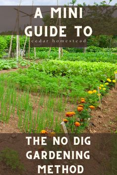 the no dig gardening method for beginners to learn how to grow and maintain their own garden