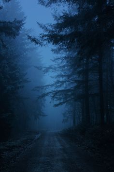 a dirt road surrounded by tall trees in the middle of a foggy forest at night