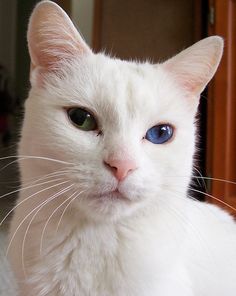 a white cat with blue eyes looking at the camera