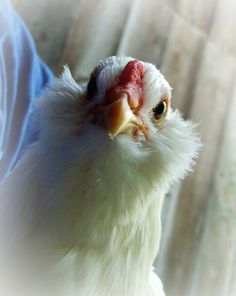 a close up of a white chicken near a window