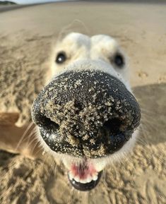 a close up of a dog's nose with sand all over it and its mouth