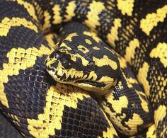 a yellow and black snake is curled up