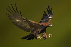 a bird flying through the air with it's wings spread out and taloning