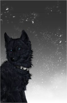 a black dog with blue eyes sitting in the snow