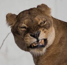 a close up of a lion with it's mouth open