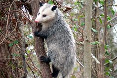 an opossmus climbing up the side of a tree