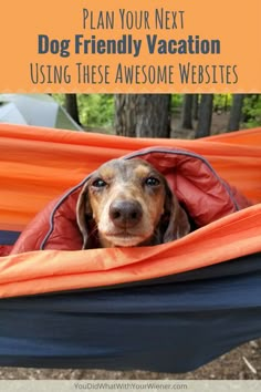 a dog sitting in a hammock with the text, plan your next dog friendly vacation using these awesome website sites