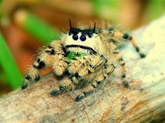 a close up of a spider on a branch