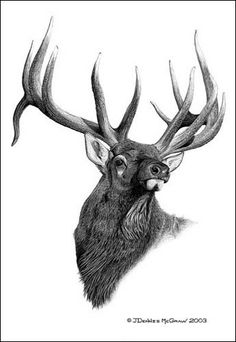 a black and white drawing of a deer's head with antlers on it