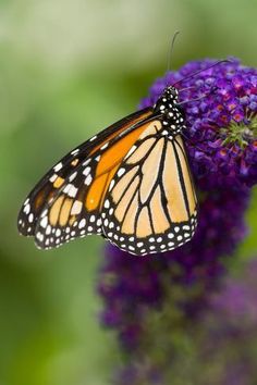 a close up of a butterfly on a purple flower