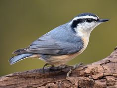 a blue and white bird sitting on top of a tree branch