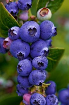 blueberries growing on a tree with the words handy dandy resources growing blueberries