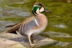 a duck standing on top of a rock in the water