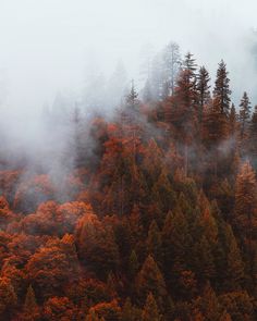 the forest is covered in thick fog and trees are all orange with yellow leaves on them