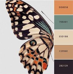 a butterfly with different colors on it's wings