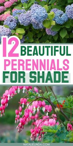 colorful flowers with the words 12 beautiful perennials for shade