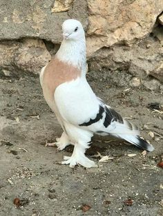 a close up of a bird on the ground