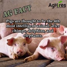 pigs are thought to be the 4th most intelligent animal, after chimps, dolphins, and elephants