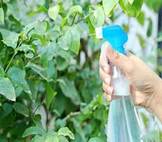 a hand holding a blue and white spray bottle in front of some green leaves on a tree