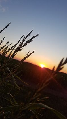 the sun is setting behind some tall grass