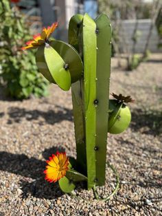 a green cactus with two flowers growing out of it's back end in the dirt