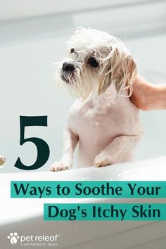 5 ways to soothe your dog's itchy skin / small white dog in a bathtub Dog Rash, Bad Allergies, Dogs Ears Infection, Elderly Dogs