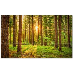 the sun shines through the trees and grass in this forest scene wall art print