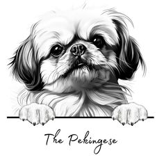 a black and white drawing of a dog holding a sign with the words, the pekingese