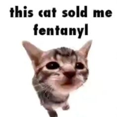 this cat sold me fentannyl