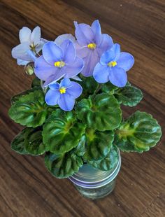 blue flowers are in a glass vase on a wooden table with green leaves and wood flooring