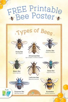 a poster with different types of bees on it's sides and the words free printable