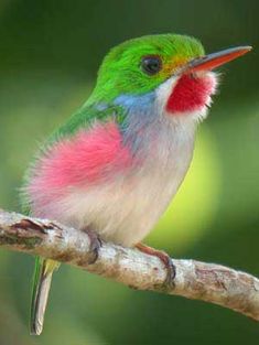 a colorful bird sitting on top of a tree branch